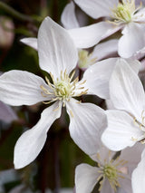 Immergrüne Waldrebe 'Snowdrift' | Clematis armandii 'Snowdrift' im Onlineshop der Bohlken Baumschulen