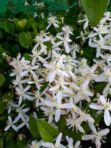 Immergrüne Waldrebe 'Snowdrift' | Clematis armandii 'Snowdrift' im Onlineshop der Bohlken Baumschulen