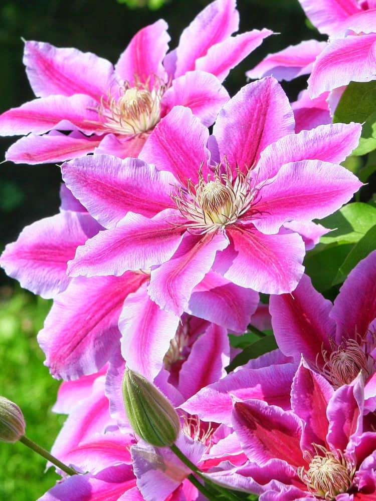 Waldrebe Evision 'Empress' | Clematis Hybride 'Empress' TM im Onlineshop der Bohlken Baumschulen