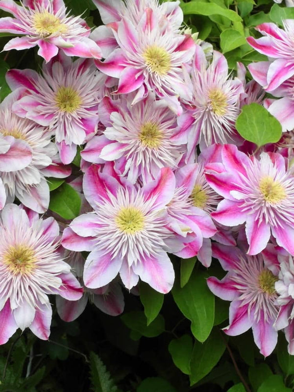 Waldrebe Evision 'Josephine' | Clematis Hybride Josephine' TM im Onlineshop der Bohlken Baumschulen