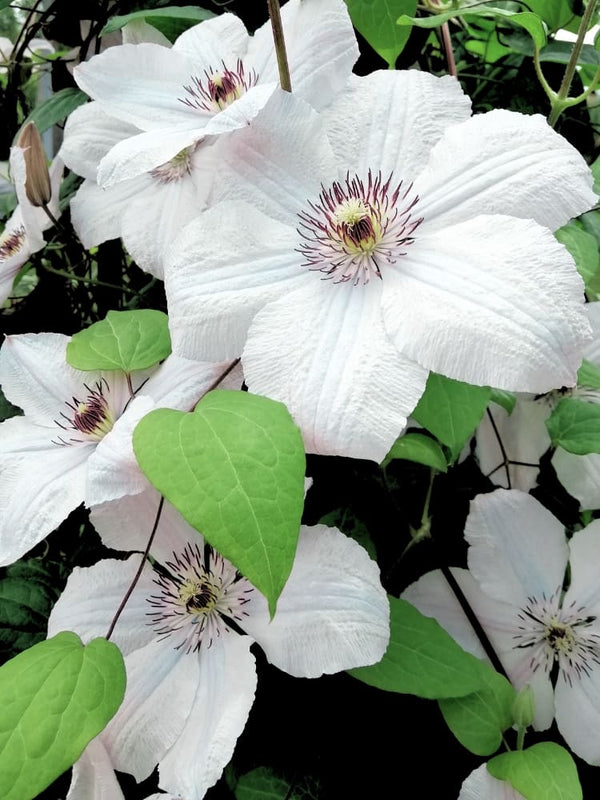 Waldrebe Evision 'Ninon' | Clematis Hybride 'Ninon' TM im Onlineshop der Bohlken Baumschulen