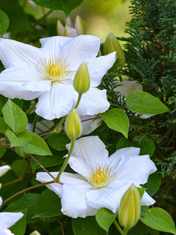 Waldrebe 'Apollonia' | Clematis hybride 'Apollonia' | kaufen im Onlineshop der Bohlken Baumschulen