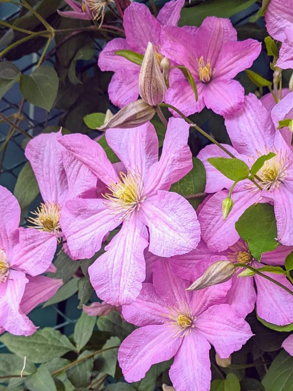 Waldrebe 'Comtesse de Bouchaud' | Clematis hybride 'Comtesse de Bouchaud' im Onlineshop der Bohlken Baumschulen