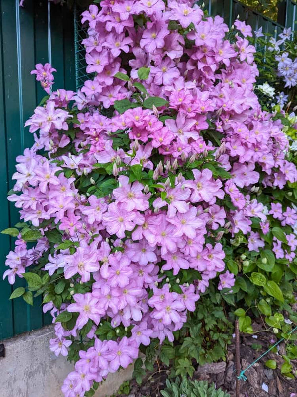 Waldrebe 'Comtesse de Bouchaud' | Clematis hybride 'Comtesse de Bouchaud' im Onlineshop der Bohlken Baumschulen