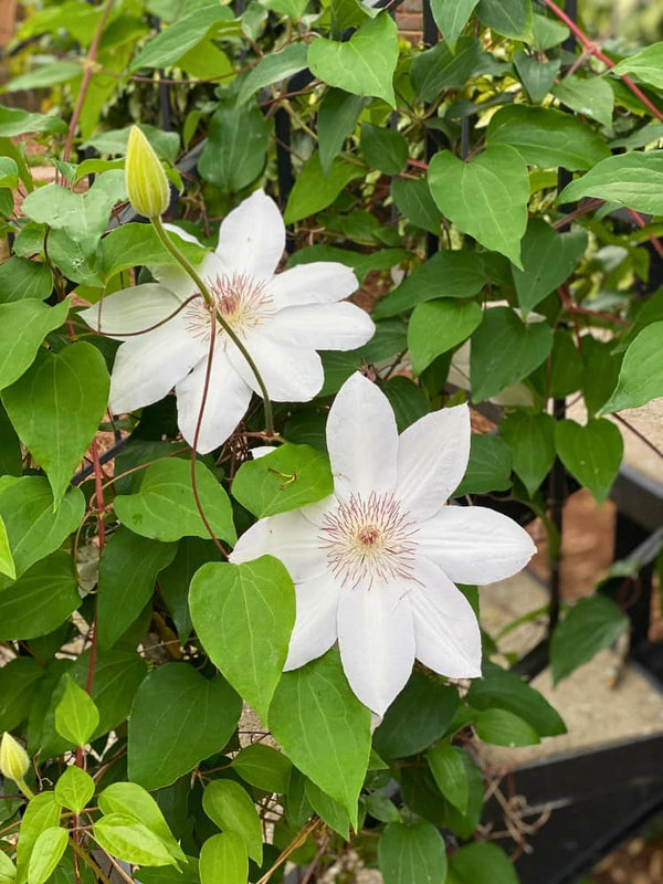 Waldrebe 'Destiny' | Clematis hybride 'Destiny' im Onlineshop der Bohlken Baumschulen