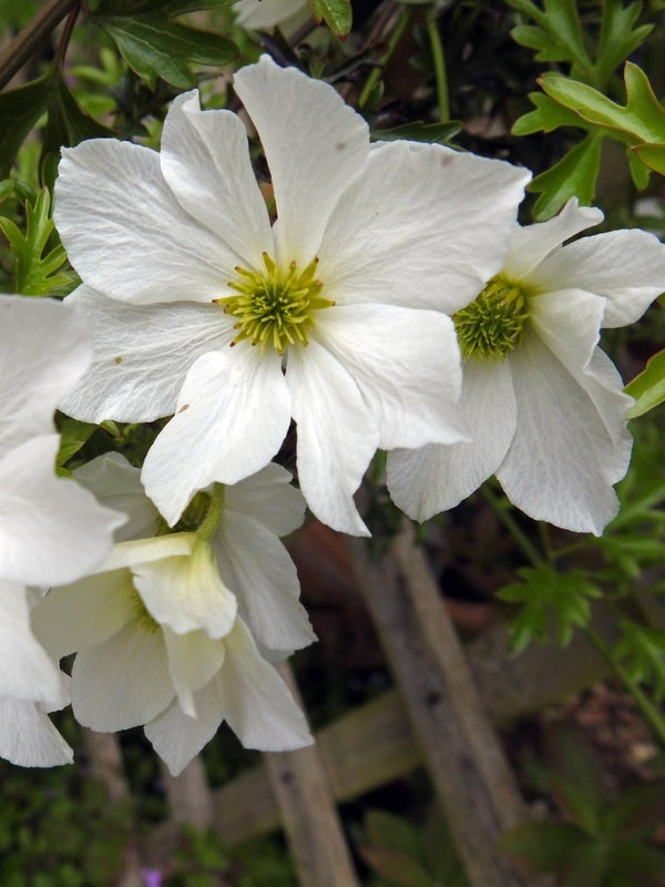 Waldrebe 'Early Sensation' | Clematis hybride 'Early Sensation' im Onlineshop der Bohlken Baumschulen