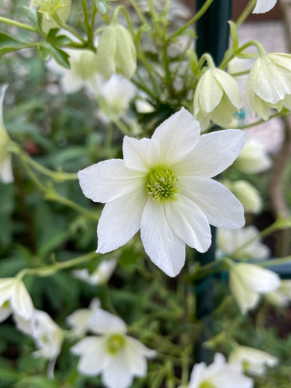 Waldrebe 'Early Sensation' | Clematis hybride 'Early Sensation' im Onlineshop der Bohlken Baumschulen