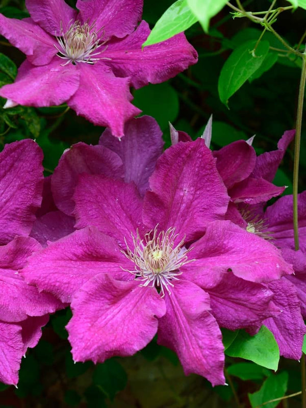 Waldrebe 'Ernest Markham' | Clematis hybride 'Ernest Markham' im Onlineshop der Bohlken Baumschulen