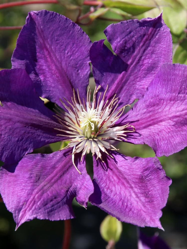 Waldrebe 'Gipsy Queen' | Clematis hybride 'Gipsy Queen' im Onlineshop der Bohlken Baumschulen