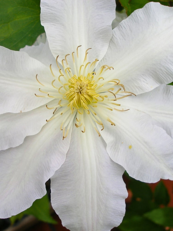 Waldrebe 'Gladys Picard' | Clematis hybride 'Gladys Picard' im Onlineshop der Bohlken Baumschulen