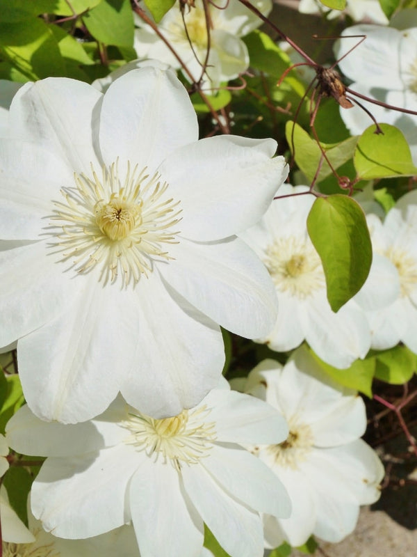 Waldrebe 'Guernsey Cream' | Clematis hybride 'Guernsey Cream' im Onlineshop der Bohlken Baumschulen