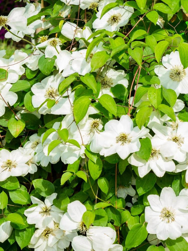 Waldrebe 'Guernsey Cream' | Clematis hybride 'Guernsey Cream' im Onlineshop der Bohlken Baumschulen