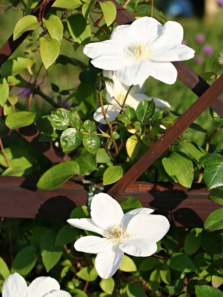 Waldrebe 'Guernsey Cream' | Clematis hybride 'Guernsey Cream' im Onlineshop der Bohlken Baumschulen