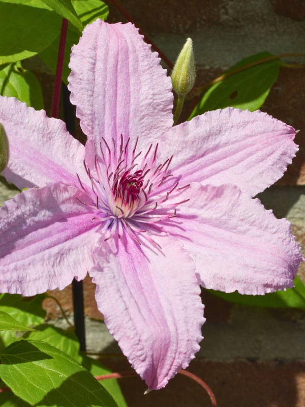 Waldrebe 'Hagley Hybrid' | Clematis hybride 'Hagley Hybrid' im Onlineshop der Bohlken Baumschulen