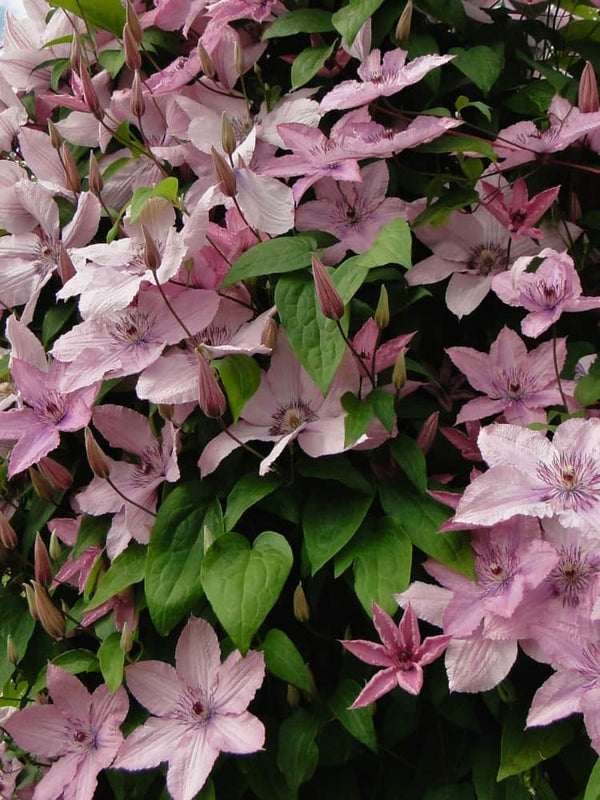 Waldrebe 'Hagley Hybrid' | Clematis hybride 'Hagley Hybrid' im Onlineshop der Bohlken Baumschulen