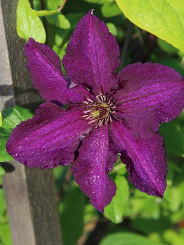 Waldrebe 'Honora' | Clematis hybride 'Honora' im Onlineshop der Bohlken Baumschulen