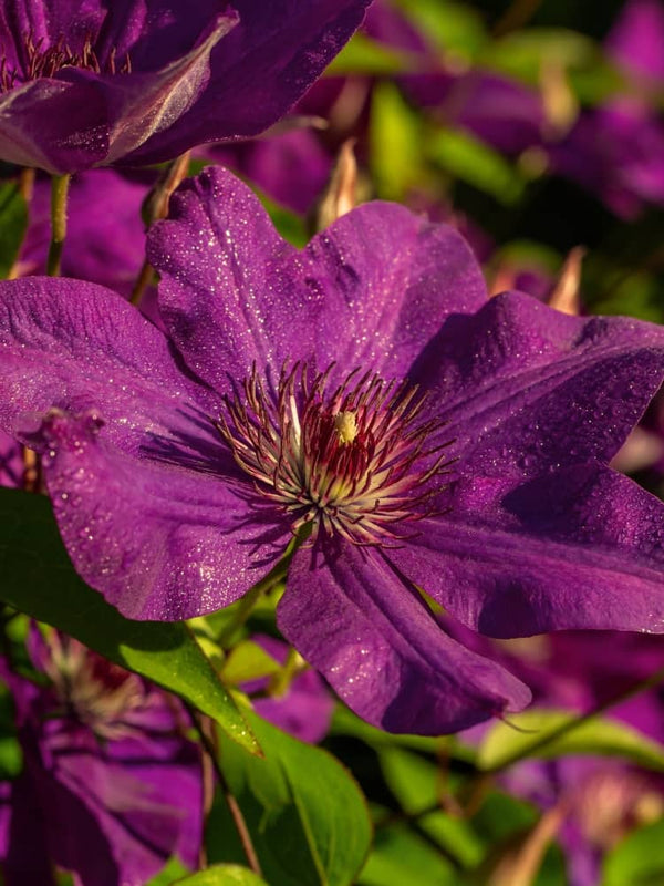 Waldrebe 'Honora' | Clematis hybride 'Honora' im Onlineshop der Bohlken Baumschulen