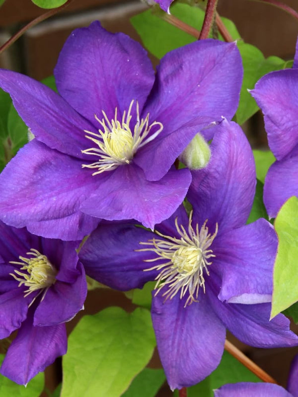 Waldrebe 'Jackmanii' | Clematis hybride 'Jackmanii' im Onlineshop der Bohlken Baumschulen