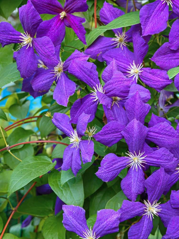 Waldrebe 'Jackmanii' | Clematis hybride 'Jackmanii' im Onlineshop der Bohlken Baumschulen