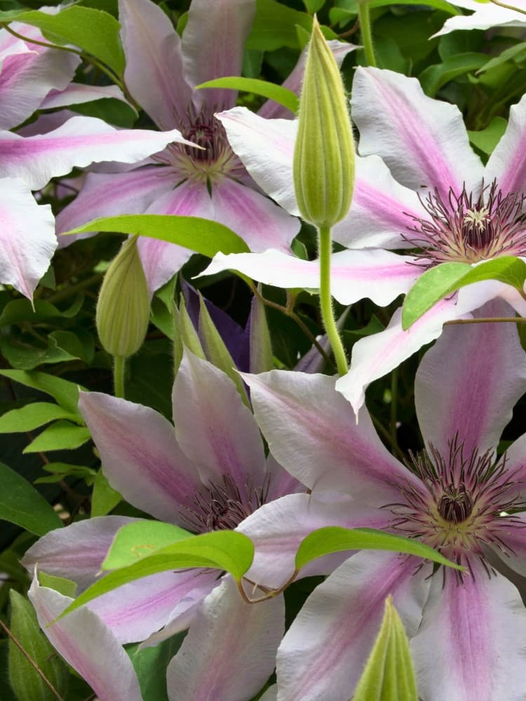 Waldrebe 'John Paul II' | Clematis hybride 'John Paul II' | kaufen im Onlineshop der Bohlken Baumschulen