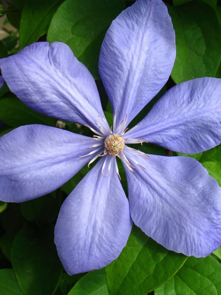Waldrebe 'Justa' | Clematis hybride 'Justa' | kaufen im Onlineshop der Bohlken Baumschulen