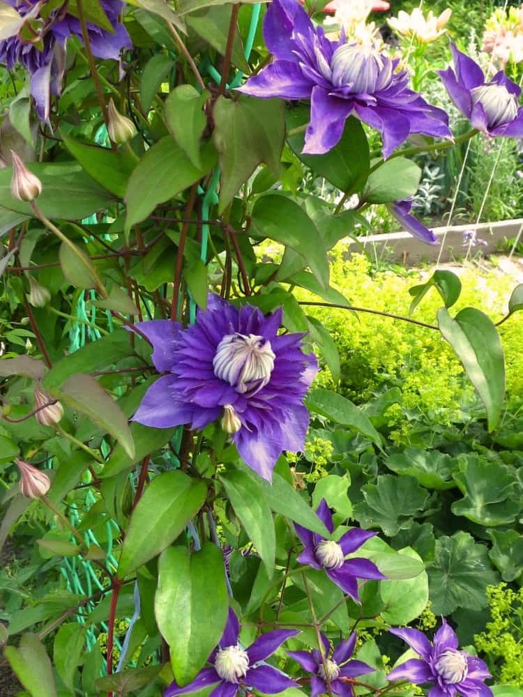 Waldrebe 'Kokonoe' ® | Clematis hybride 'Kokonoe' ® | kaufen im Onlineshop der Bohlken Baumschulen