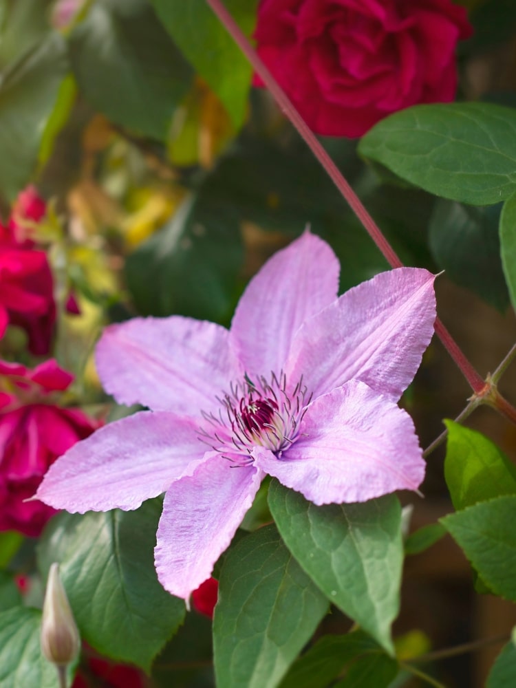 Waldrebe 'Margrete Hunt' | Clematis hybride 'Margrete Hunt' | kaufen im Onlineshop der Bohlken Baumschulen