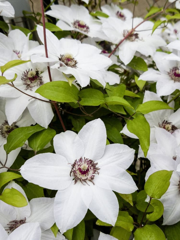 Waldrebe 'Miss Bateman' | Clematis hybride 'Miss Bateman' | kaufen im Onlineshop der Bohlken Baumschulen