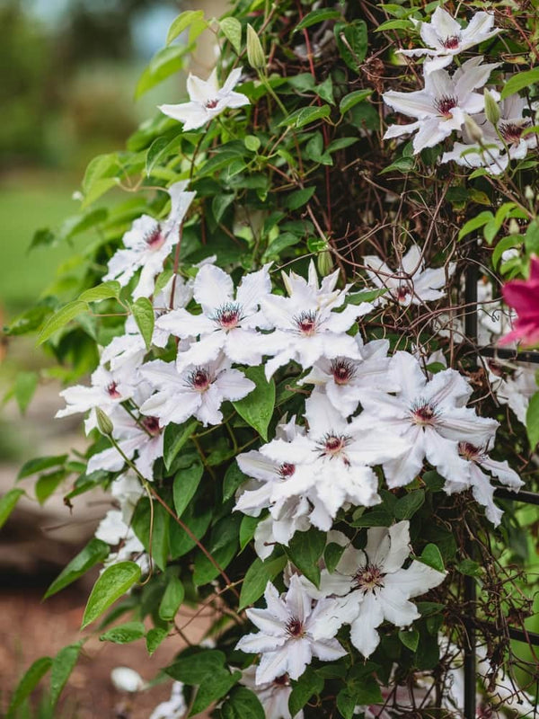 Waldrebe 'Miss Bateman' | Clematis hybride 'Miss Bateman' | kaufen im Onlineshop der Bohlken Baumschulen