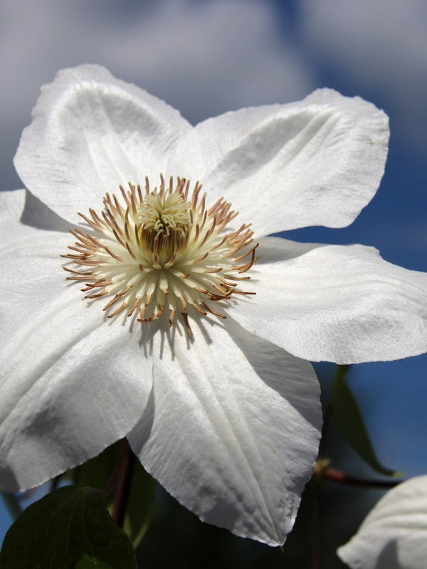 Waldrebe 'Mrs. George Jackmann' | Clematis hybride 'Mrs. George Jackmann' im Onlineshop der Bohlken Baumschulen