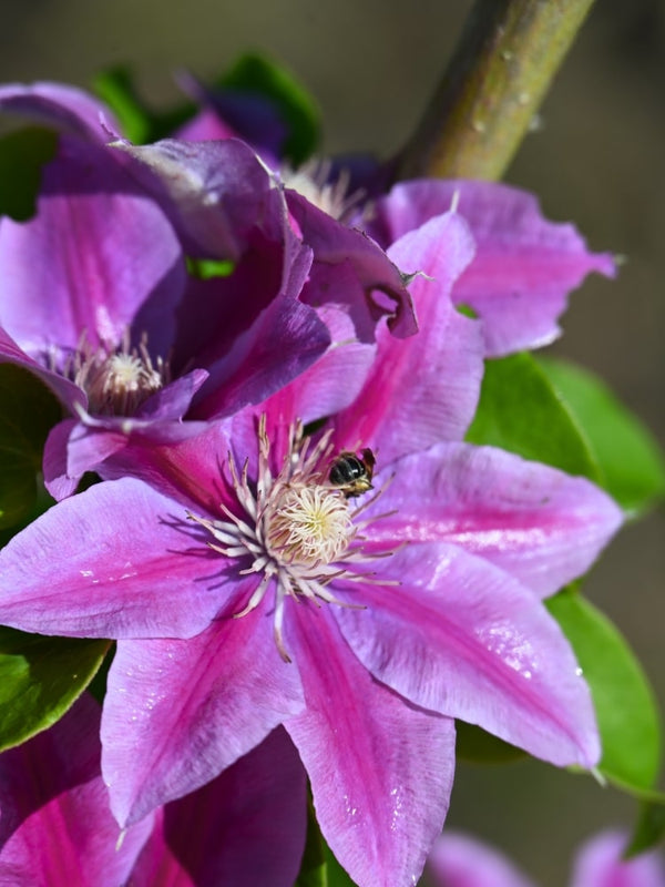 Waldrebe 'Mrs. N. Thompson' | Clematis hybride 'Mrs. N. Thompson' | kaufen im Onlineshop der Bohlken Baumschulen