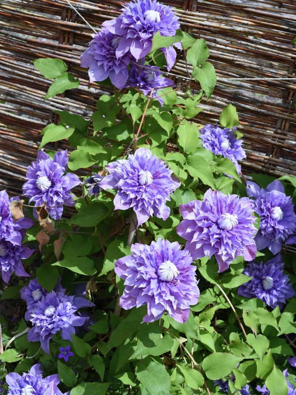 Waldrebe 'Multi Blue' | Clematis hybride 'Multi Blue' | kaufen im Onlineshop der Bohlken Baumschulen