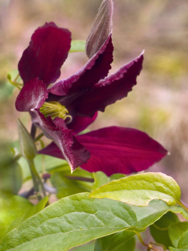 Waldrebe 'Niobe' | Clematis hybride 'Niobe' | kaufen im Onlineshop der Bohlken Baumschulen