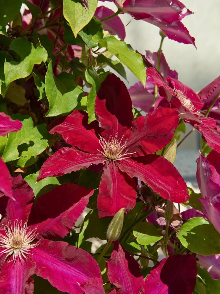 Waldrebe 'Niobe' | Clematis hybride 'Niobe' | kaufen im Onlineshop der Bohlken Baumschulen