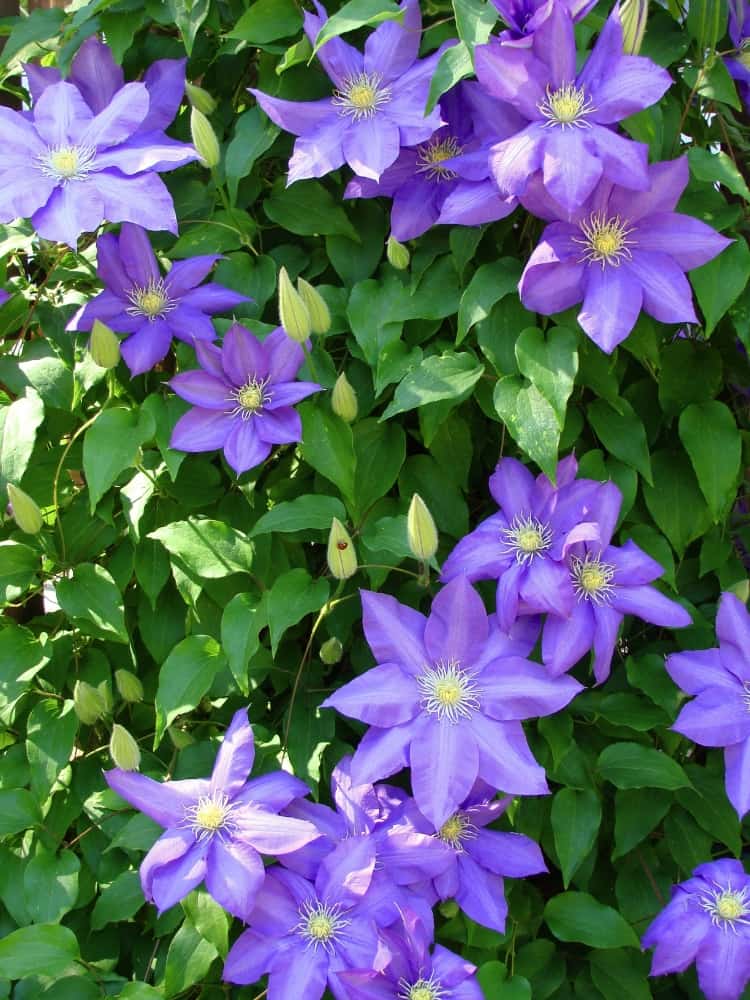 Waldrebe 'Rhapsody' | Clematis hybride 'Rhapsody' | kaufen im Onlineshop der Bohlken Baumschulen