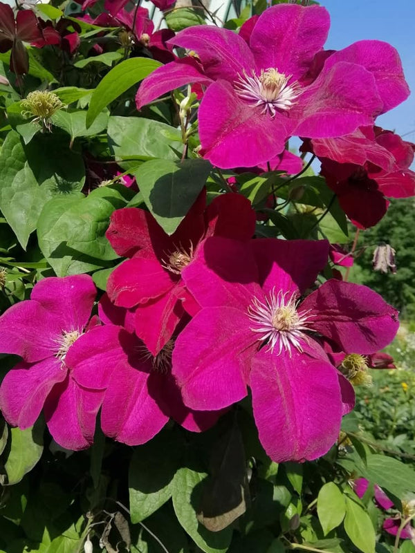 Waldrebe 'Rouge Cardinal' | Clematis Hybride 'Rouge Cardinal' | kaufen im Onlineshop bei Bohlken Baumschulen