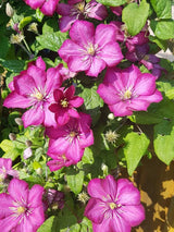 Waldrebe 'Ville de Lyon' | Clematis Hybride 'Ville de Lyon' | kaufen im Onlineshop der Bohlken Baumschulen