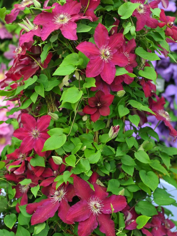 Waldrebe 'Westerplatte' | Clematis Hybride 'Westerplatte' | kaufen im Onlineshop der Bohlken Baumschulen