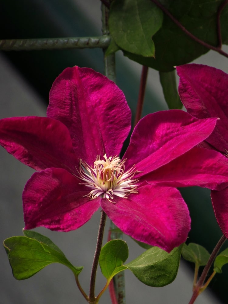 Waldrebe 'Westerplatte' | Clematis Hybride 'Westerplatte' | kaufen im Onlineshop der Bohlken Baumschulen