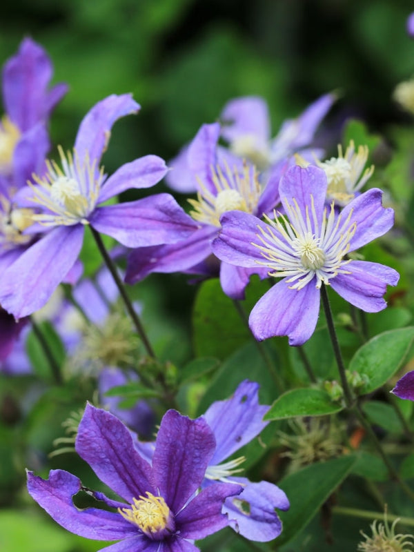 Stauden-Clematis 'Arabella' | Clematis integrifolia 'Arabella' | kaufen im Onlineshop der Bohlken Baumschulen