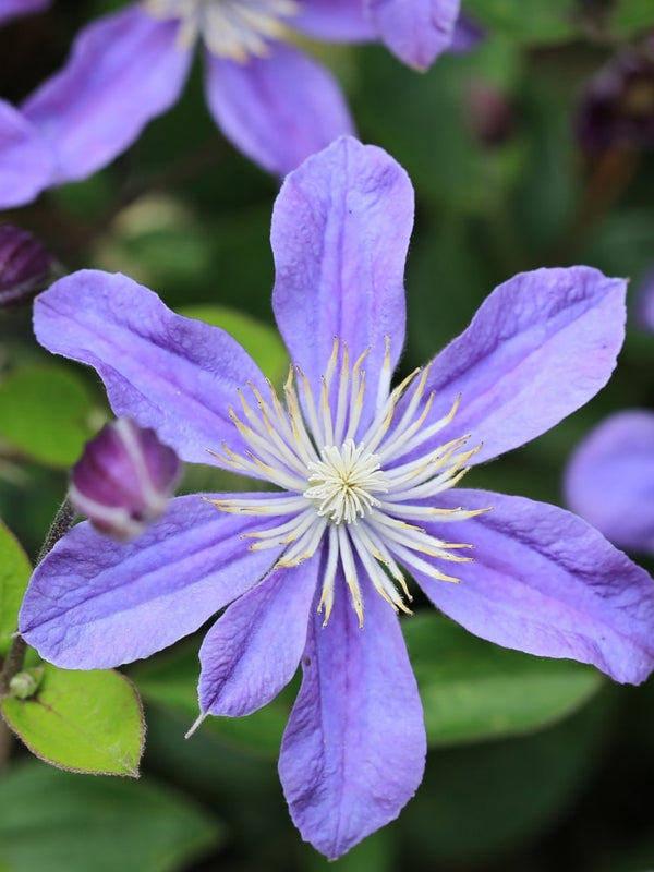 Stauden-Clematis 'Arabella' | Clematis integrifolia 'Arabella' | kaufen im Onlineshop der Bohlken Baumschulen