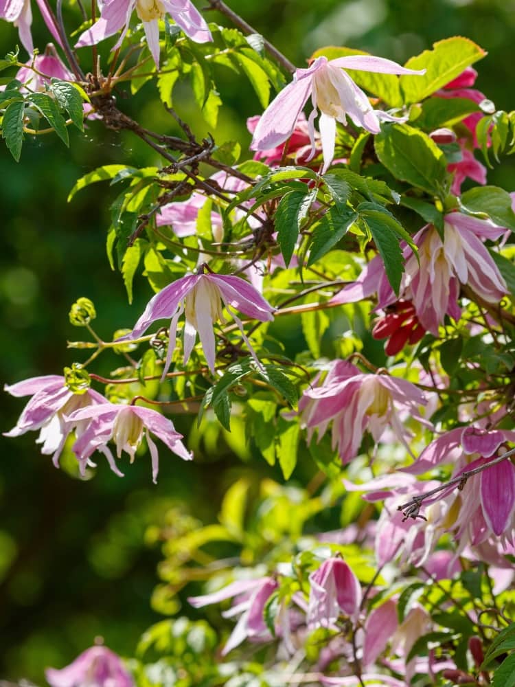 Koreanische Waldrebe 'Propertius' | Clematis koreana 'Propertius' im Onlineshop der Bohlken Baumschulen