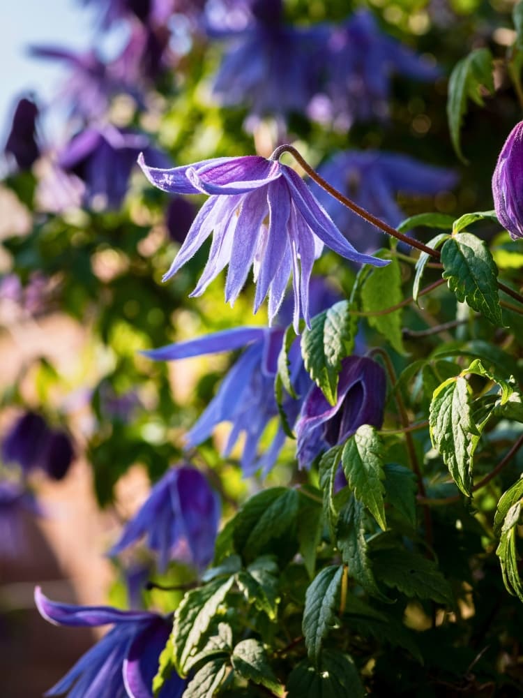 Akelei-Waldrebe | Clematis macropetala im Onlineshop der Bohlken Baumschulen