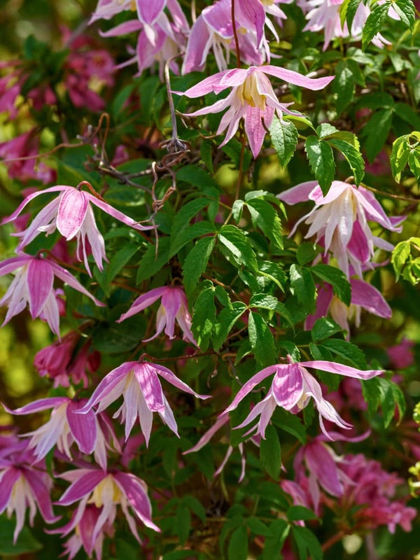 Akelei-Waldrebe 'Rosy O' Grady' | Clematis macropetala 'Rosy O' Grady' | kaufen im Onlineshop der Bohlken Baumschulen