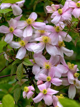 Berg-Waldrebe 'Elizabeth' | Clematis montana 'Elizabeth' | kaufen im Onlineshop der Bohlken Baumschulen