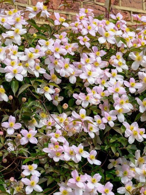 Berg-Waldrebe 'Fragrant Spring' | Clematis montana 'Fragrant Spring' | kaufen im Onlineshop der Bohlken Baumschulen