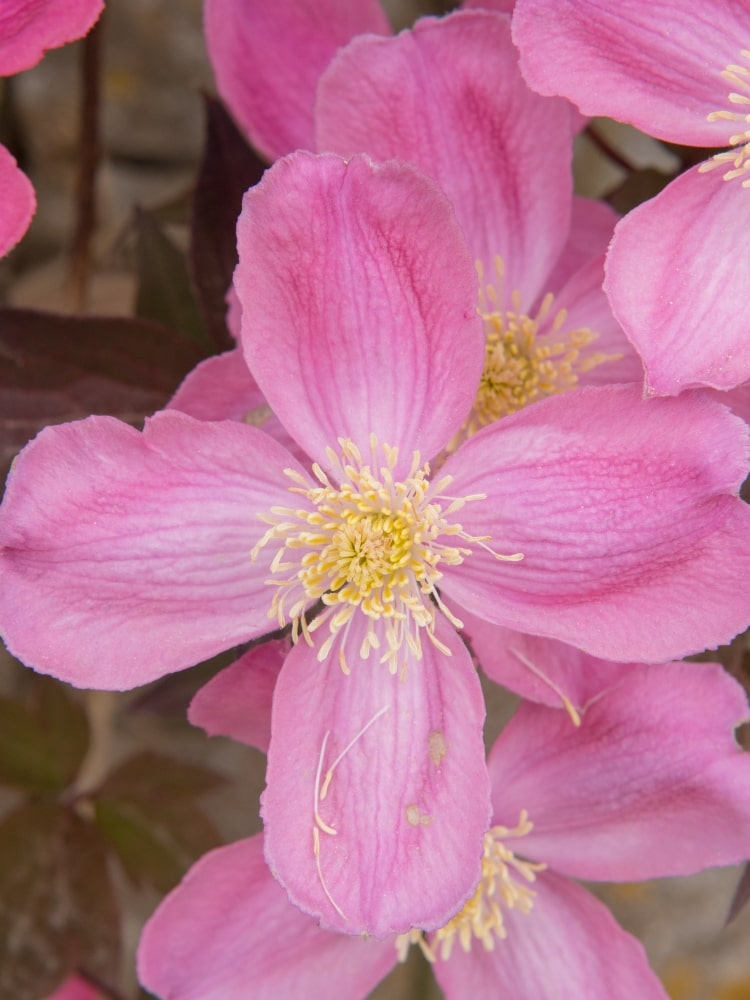 Berg-Waldrebe 'Freda' | Clematis montana 'Freda' | kaufenim Onlineshop der Bohlken Baumschulen