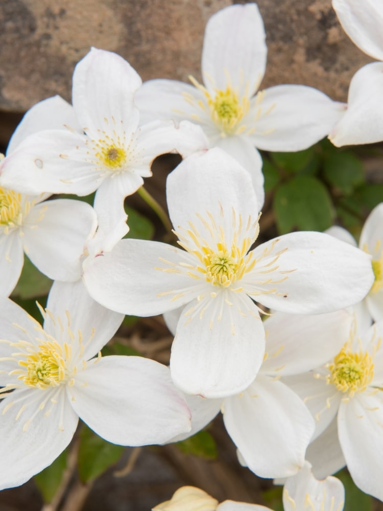 Berg-Waldrebe 'Grandiflora' | Clematis montana 'Grandiflora' | kaufen im Onlineshop der Bohlken Baumschulen