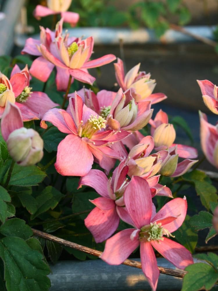 Berg-Waldrebe 'Marjorie' | Clematis montana 'Marjorie' | kaufen im Onlineshop der Bohlken Baumschulen