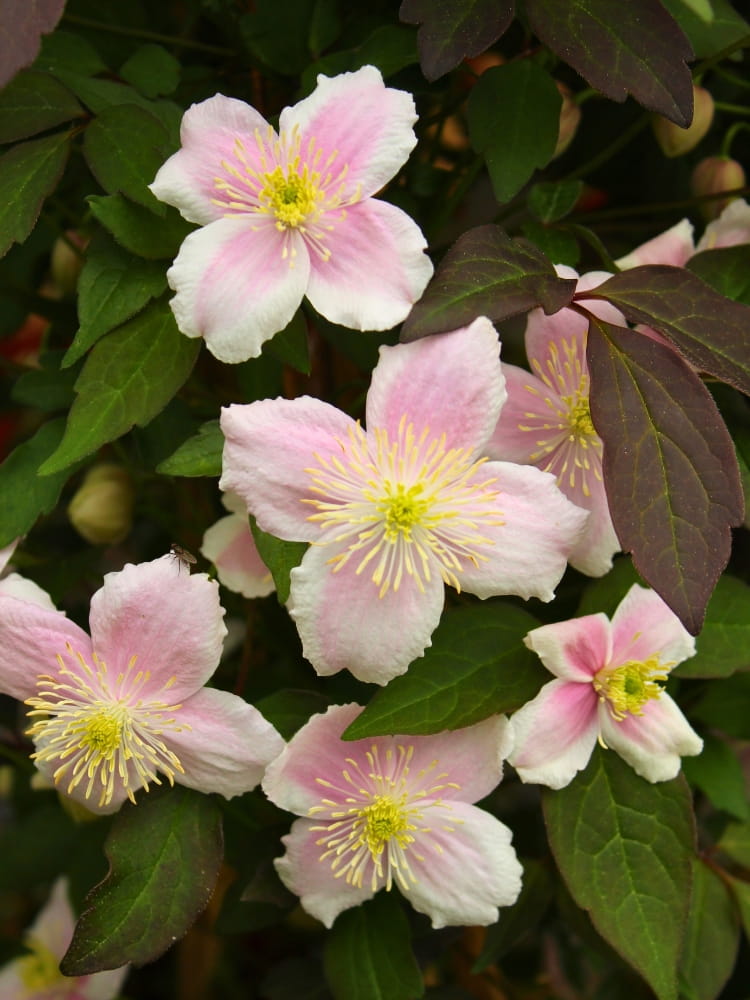 Berg-Waldrebe 'Mayleen' | Clematis montana 'Mayleen' | kaufen im Onlioneshop der Bohlken Baumschulen